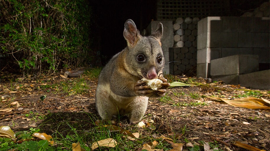 How to Get Rid Of A Possum in Your Backyard