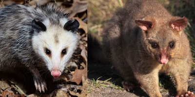 Different Types Of Possums In Australia