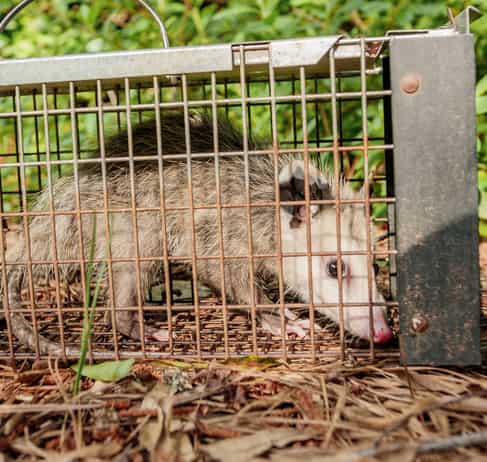 Possum Infestation Inside Your Property