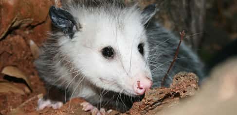 best possum pest control in brisbane