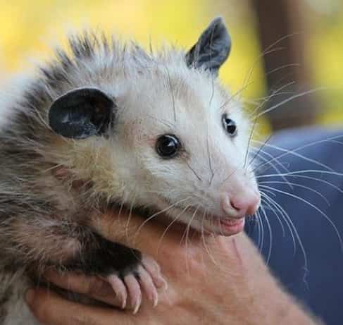 Emergency services for remove possum
