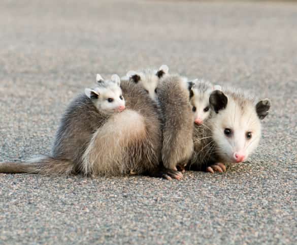 emergency possum removal service in perth