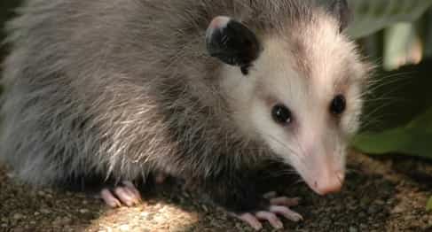 emergency possum pest control adelaide