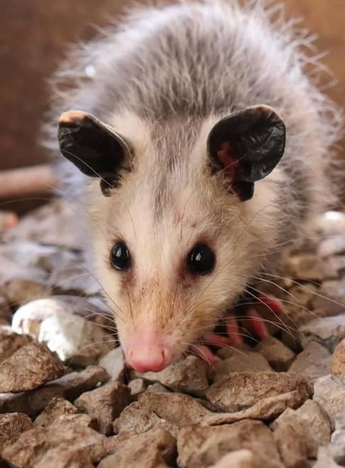 possum infestation on your property - dead possum removal sydney