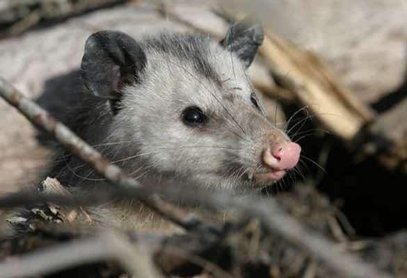 possum pest control in brisbane