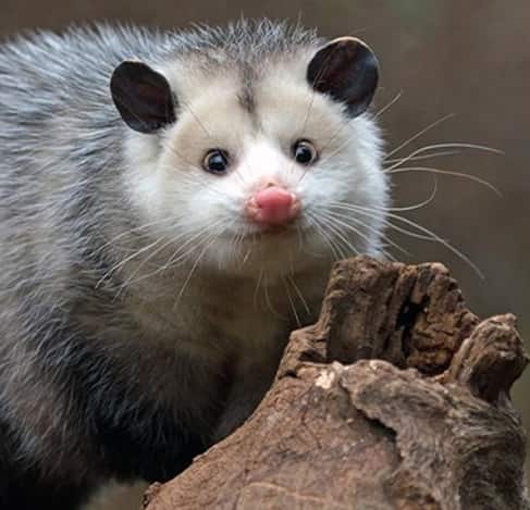 Possum Removal Canberra, ACT | 24 Hour Possum Removal