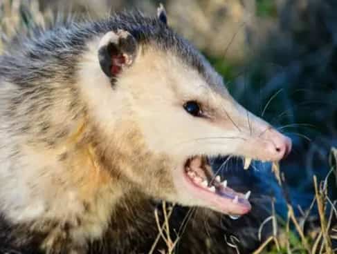 Possums Infestation In Your Property