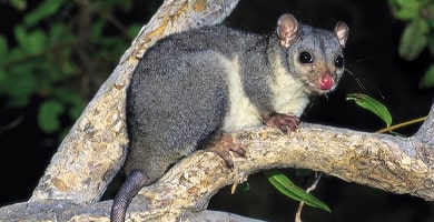 scaly tailed possum