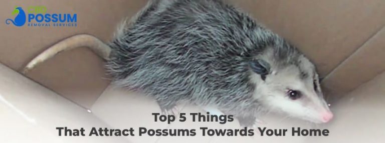 Attract Possums Towards Your Home