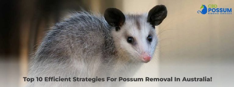 Possum Removal In Australia