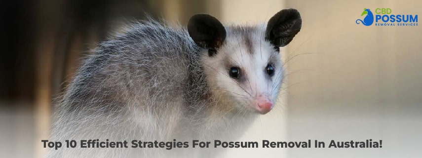 Possum Removal In Australia