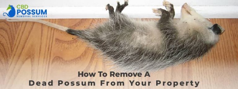 Remove A Dead Possum From Your Property