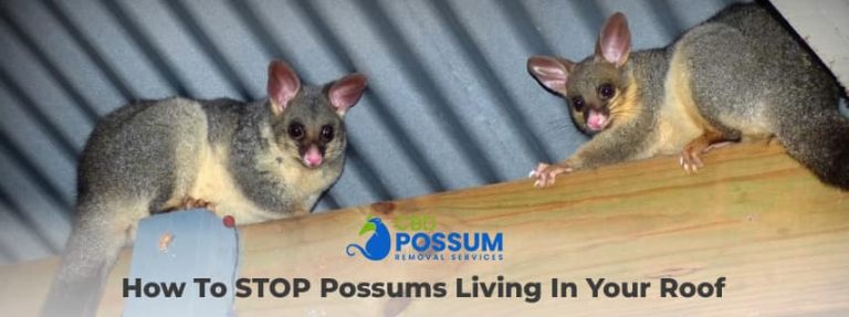 stop possums living in your roof