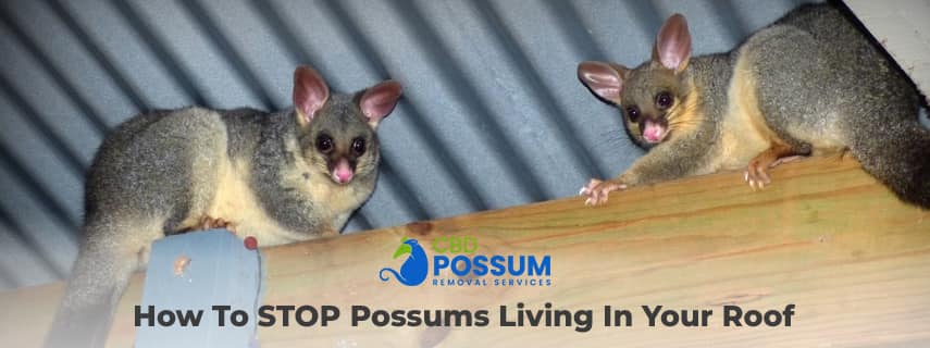stop possums living in your roof