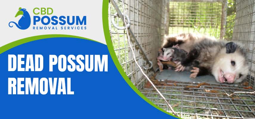 Dead Possum Removal Service