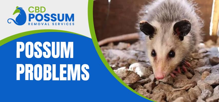 Possum Problems Service