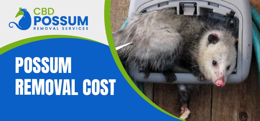 Possum Removal Cost Service