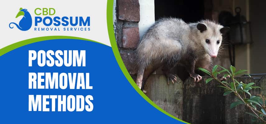 Possum Removal Methods Service