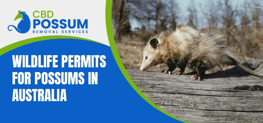 Wildlife Permits For Possums In Australia