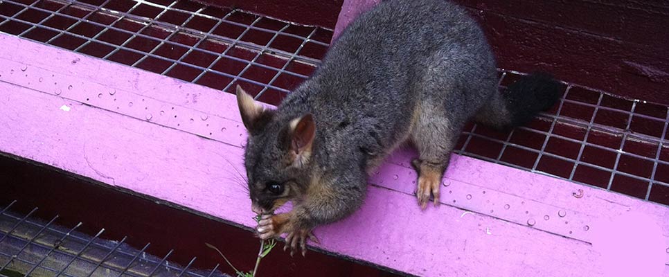 Four Ways To Protect Plants From Possums