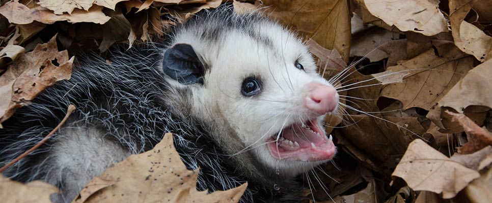 How To Deter Possums From Your Garden
