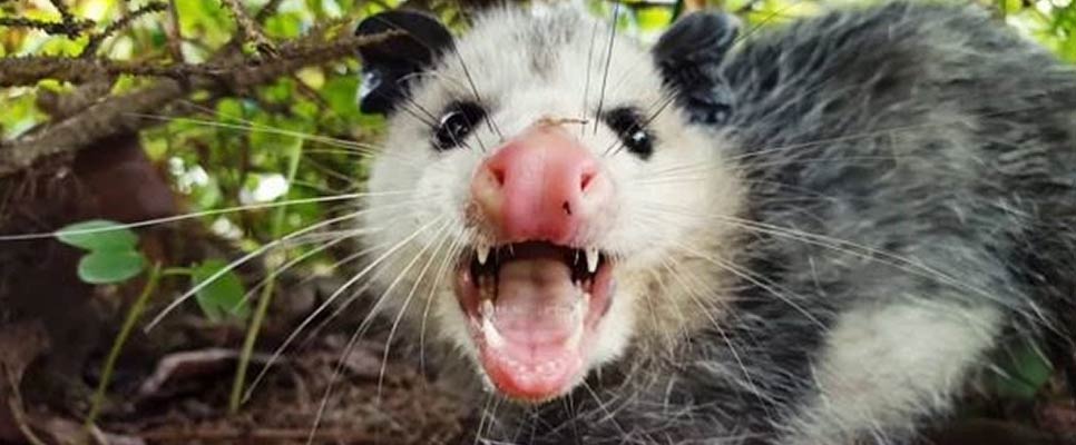 Identifying The Signs Of A Possum Infestation In Your Walls