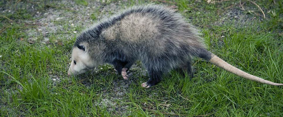 Preventing Possums From Re-entering Your Roof Tips And Tricks