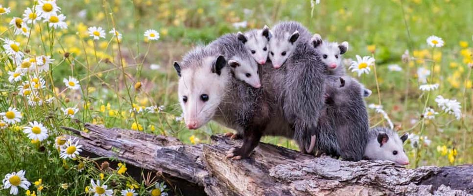 What Smell Possums Hate How To Make Possum Repellent