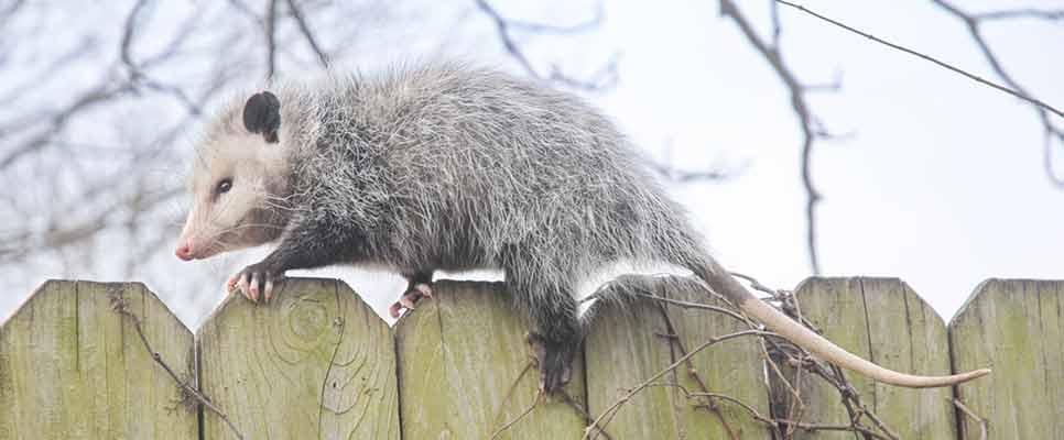 Possum Removal Bayswater