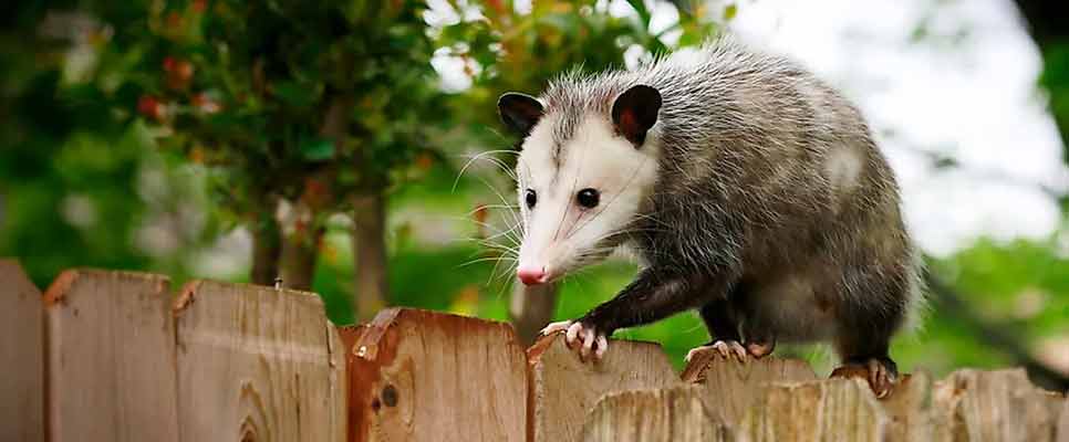 Possum Removal Camberwell