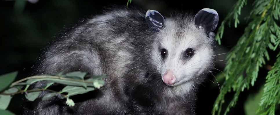 Possum Removal Central Coast