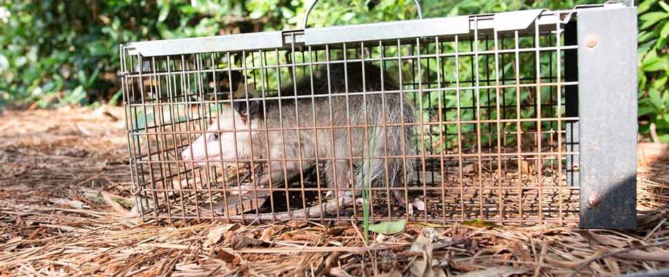 Possum Removal Dandenong