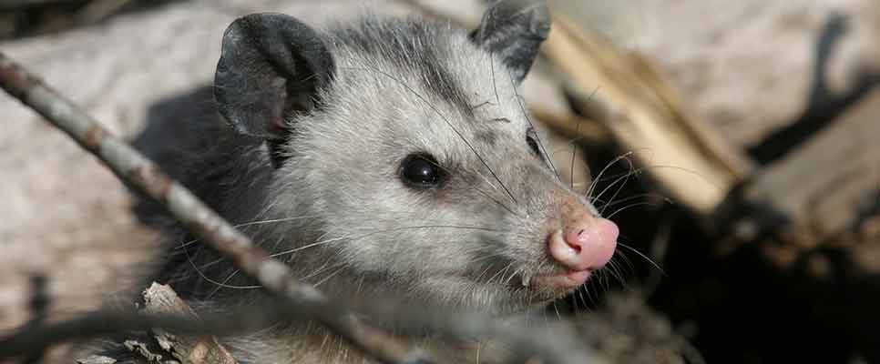Possum Removal Durack