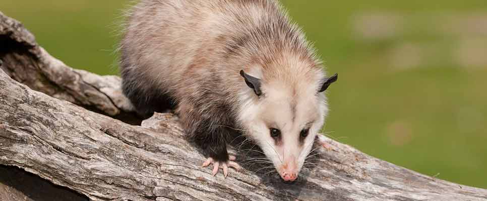 Possum Removal Hawthorn