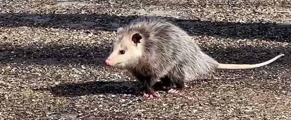 Possum Removal Marrickville