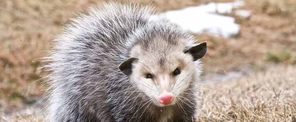 Possum Removal Newtown