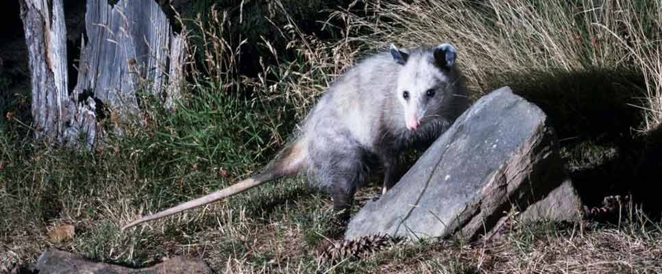 Possum Removal Salisbury