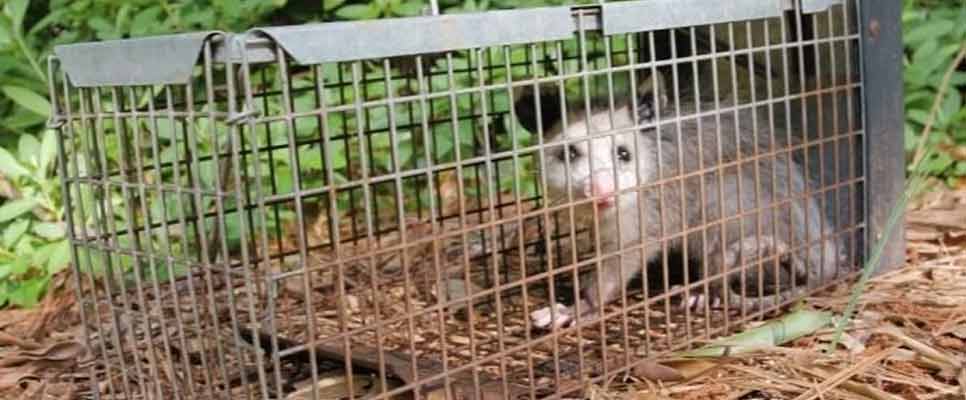Possum Removal Surrey Hills
