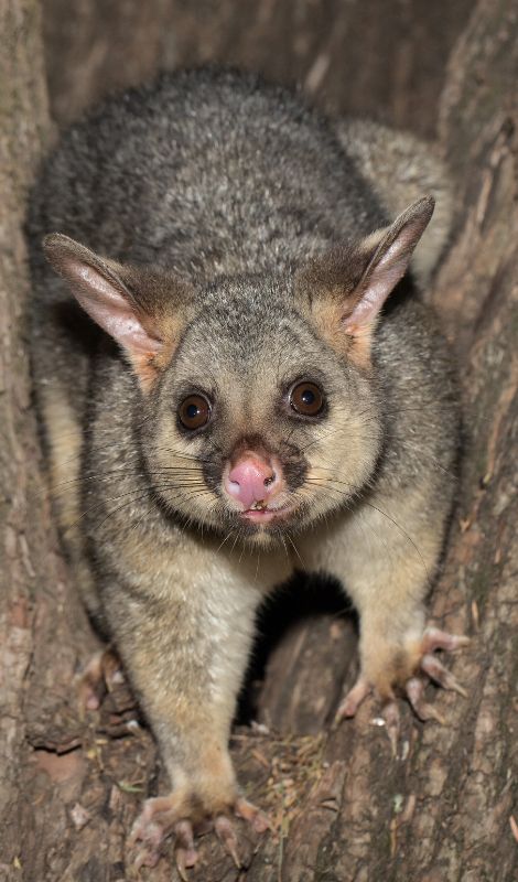 Possum Removal Adelaide