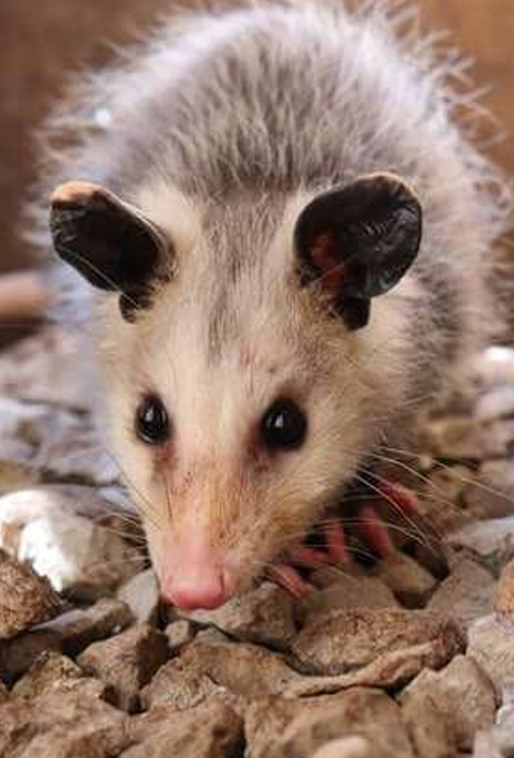 Possum Control Perth